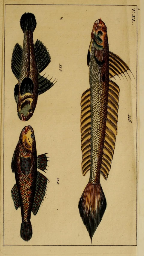 vintage illustration of different fishes including snap peas