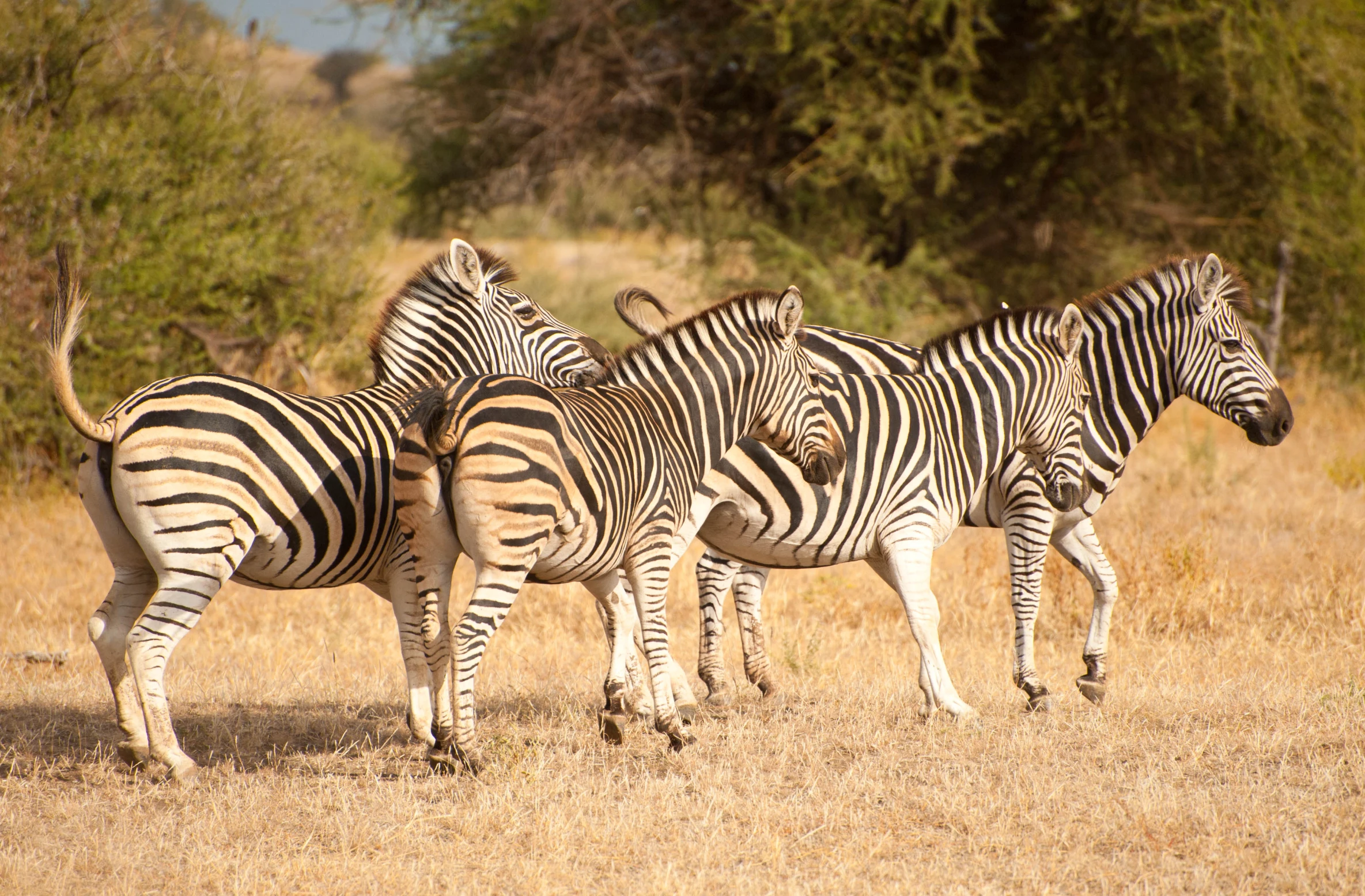 three zes are standing together in a field