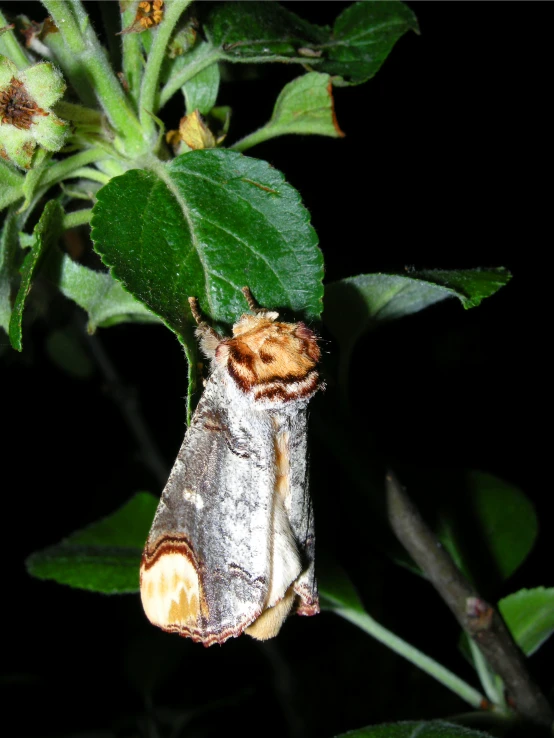 a small moth sitting on top of a leaf