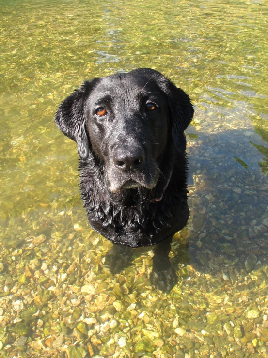 a black dog is in the shallow water