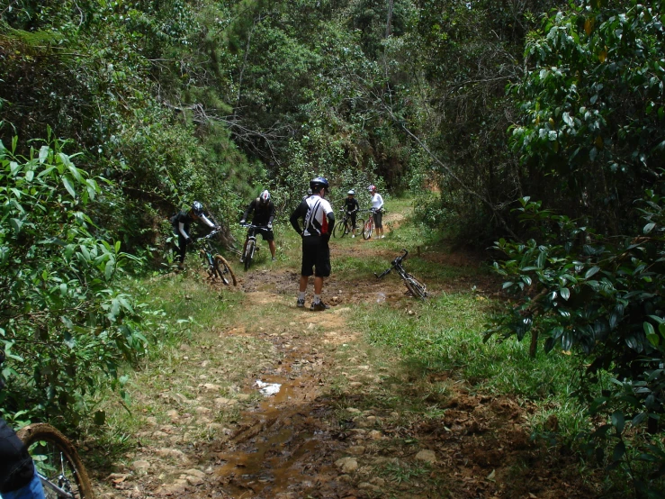 a group of hikers trekking through the woods