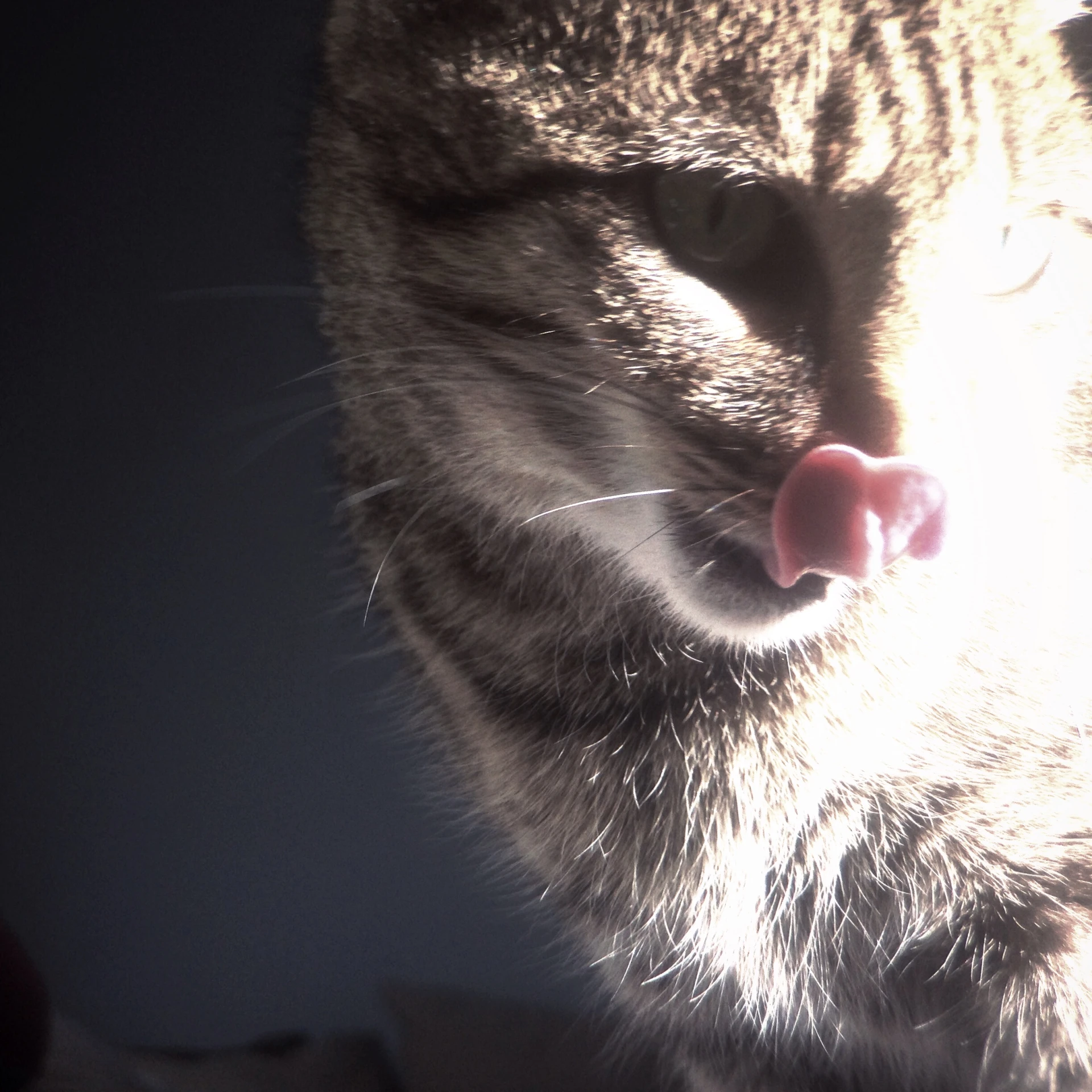 a cat with its mouth open sitting in the sunlight