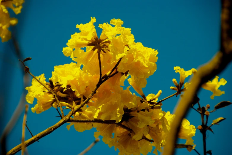 the flower is very yellow and blooming in the trees