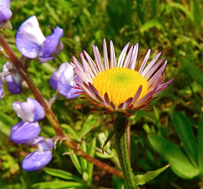 a purple flower with yellow center sitting near green and purple flowers