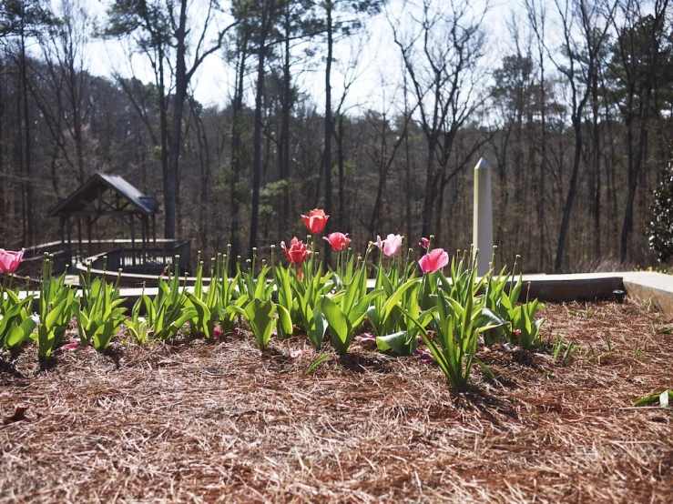 a garden with pink and green tulips near a monument