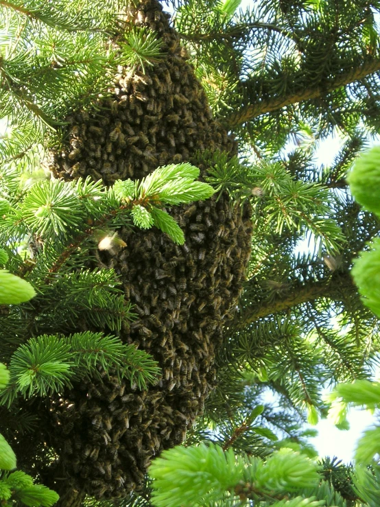swarms of bees crawling into tree nches