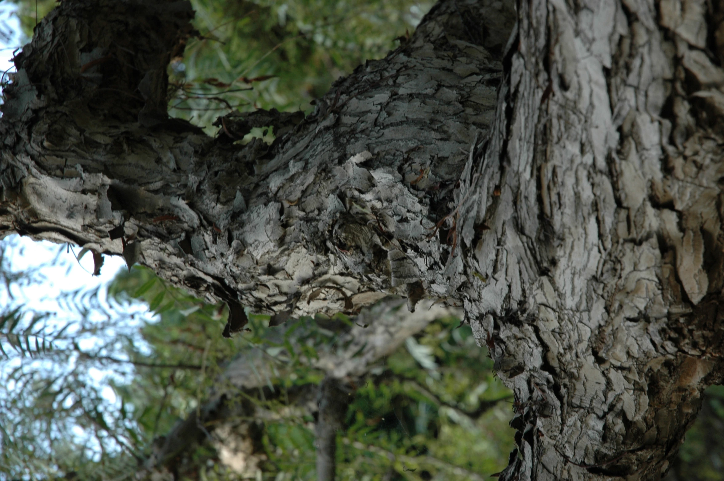 a close up of a tree with lots of leaves