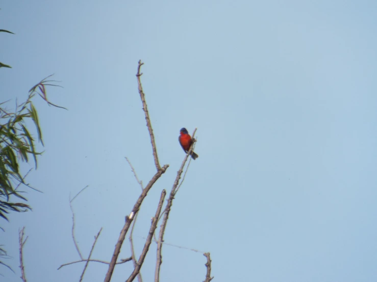 a red bird perched on top of a bare tree