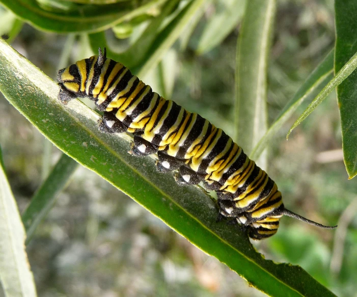 a striped insect with stripes on it sitting on a plant