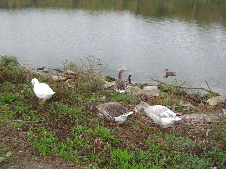 geese standing around on a bank of a lake