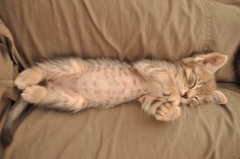 a small kitten stretched out on its back laying down