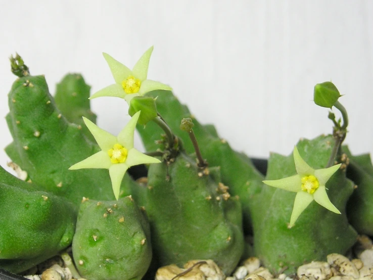 cactus with five flowers on its plant head