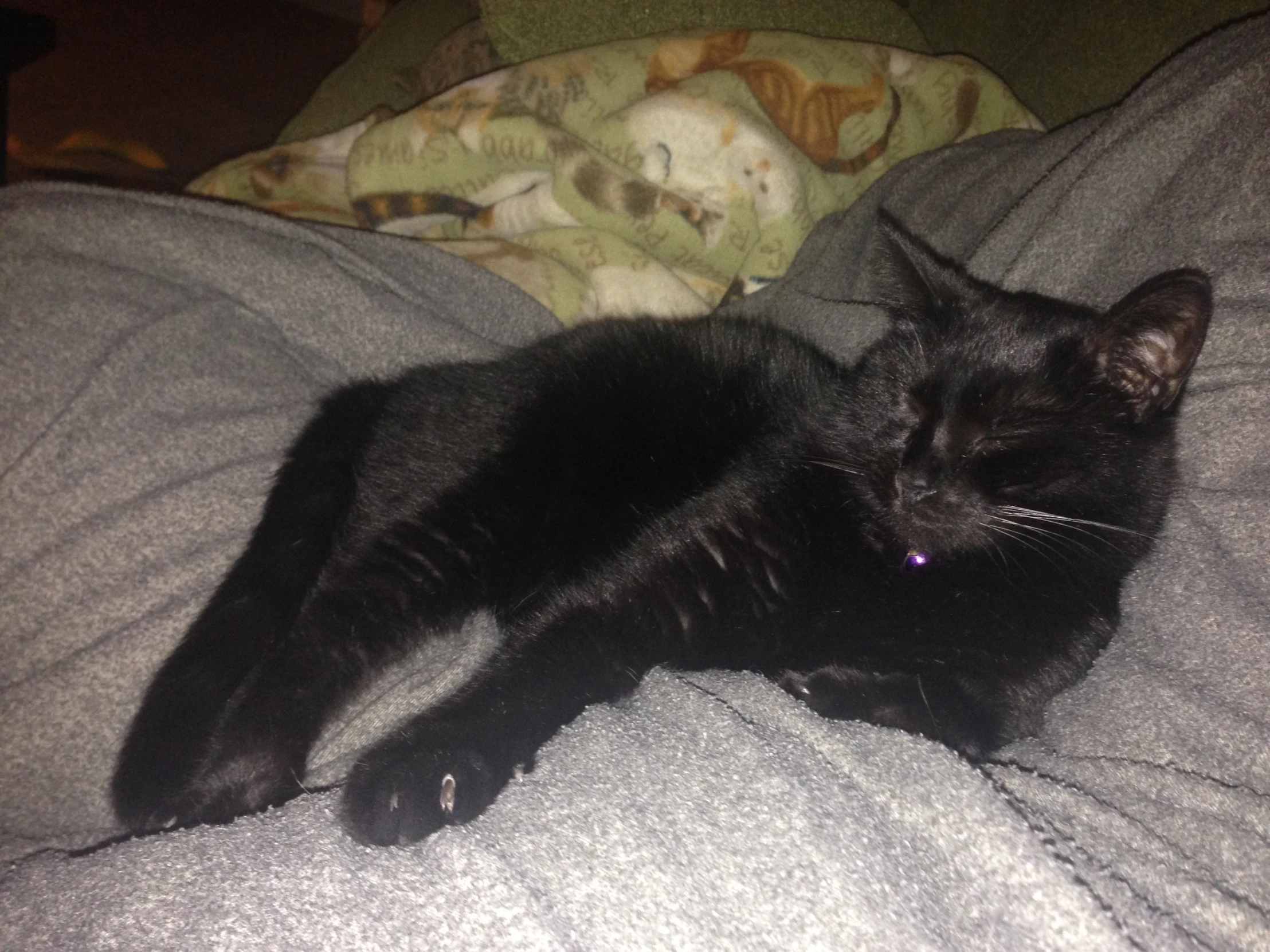 a black cat is laying on top of a couch