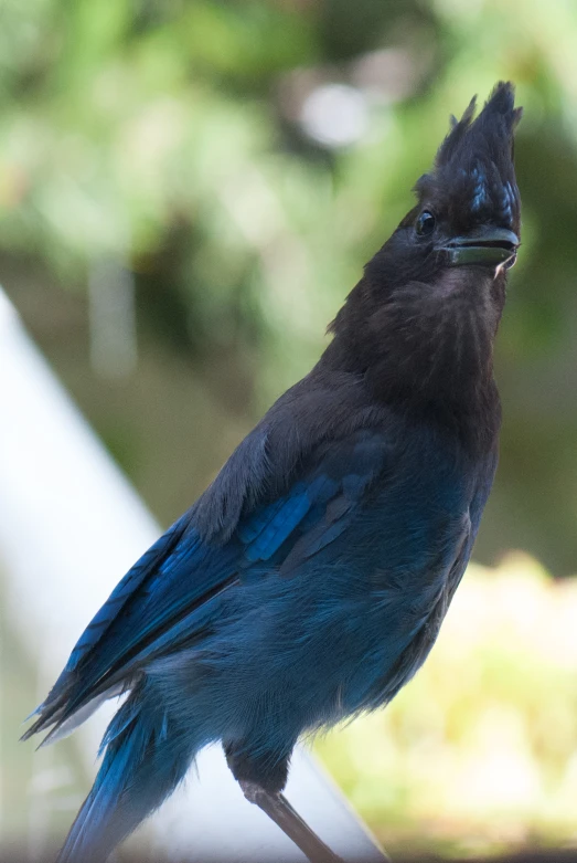 the black and blue bird is perched on the roof