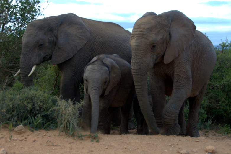 a couple of large elephants standing next to each other