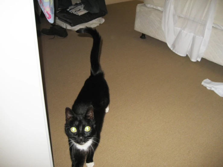 a cat with green eyes stands in the corner