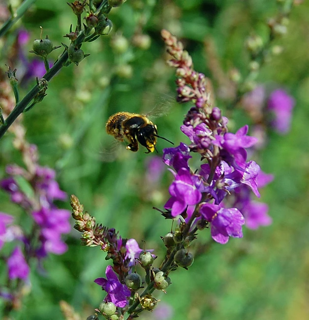 a bee flying away from some flowers and grass