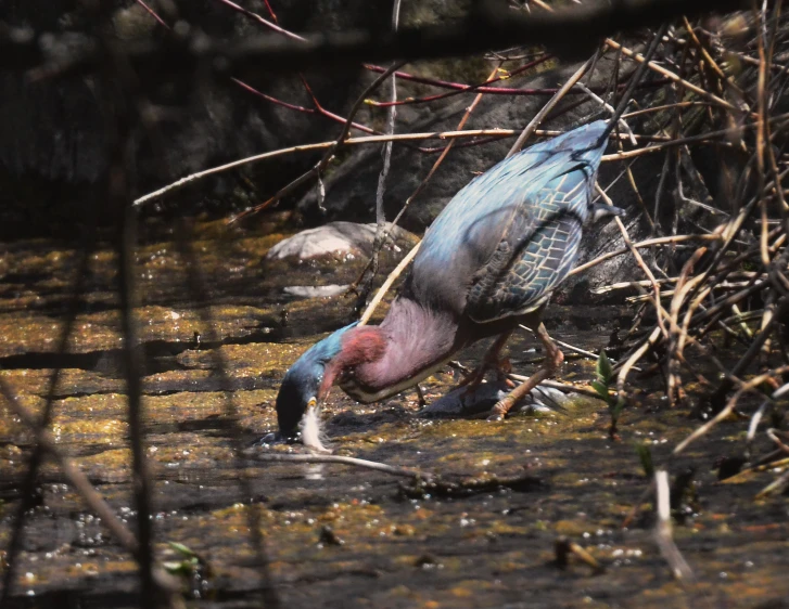 there is a large bird that is walking in the water