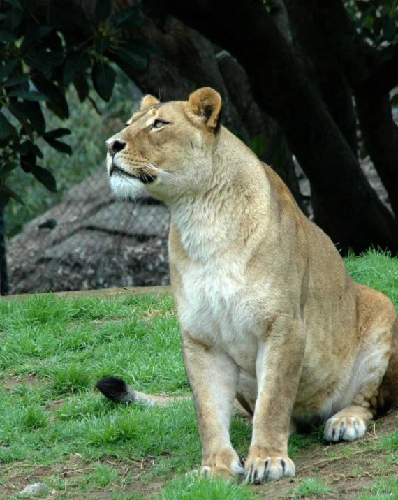 the large, brown lion is sitting in the green grass