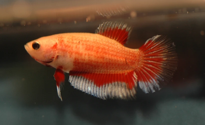 a very bright orange fish swimming on the water