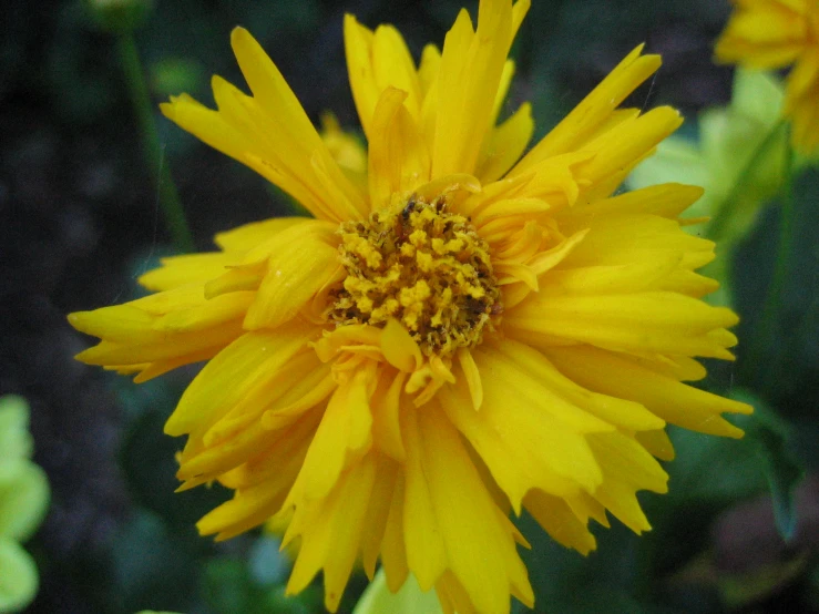 a close - up s of yellow daisies growing in a garden