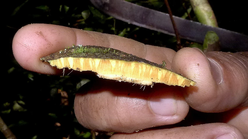 a tiny yellow slug with the tip of it's end cut