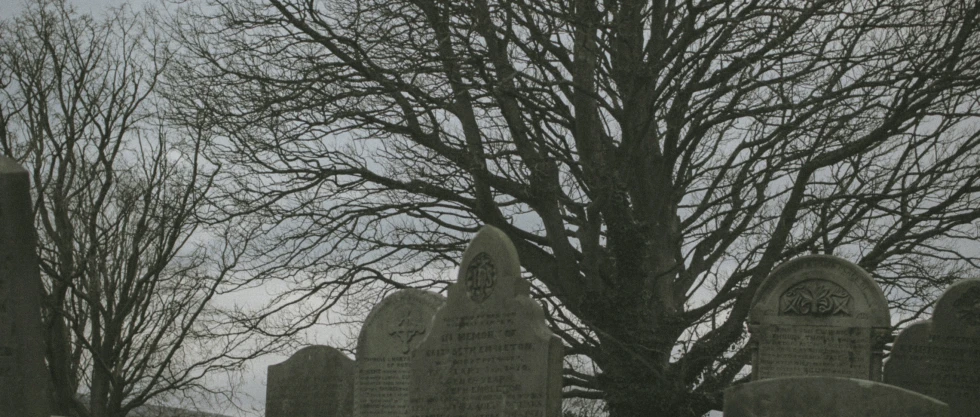 a tree is in front of a grave