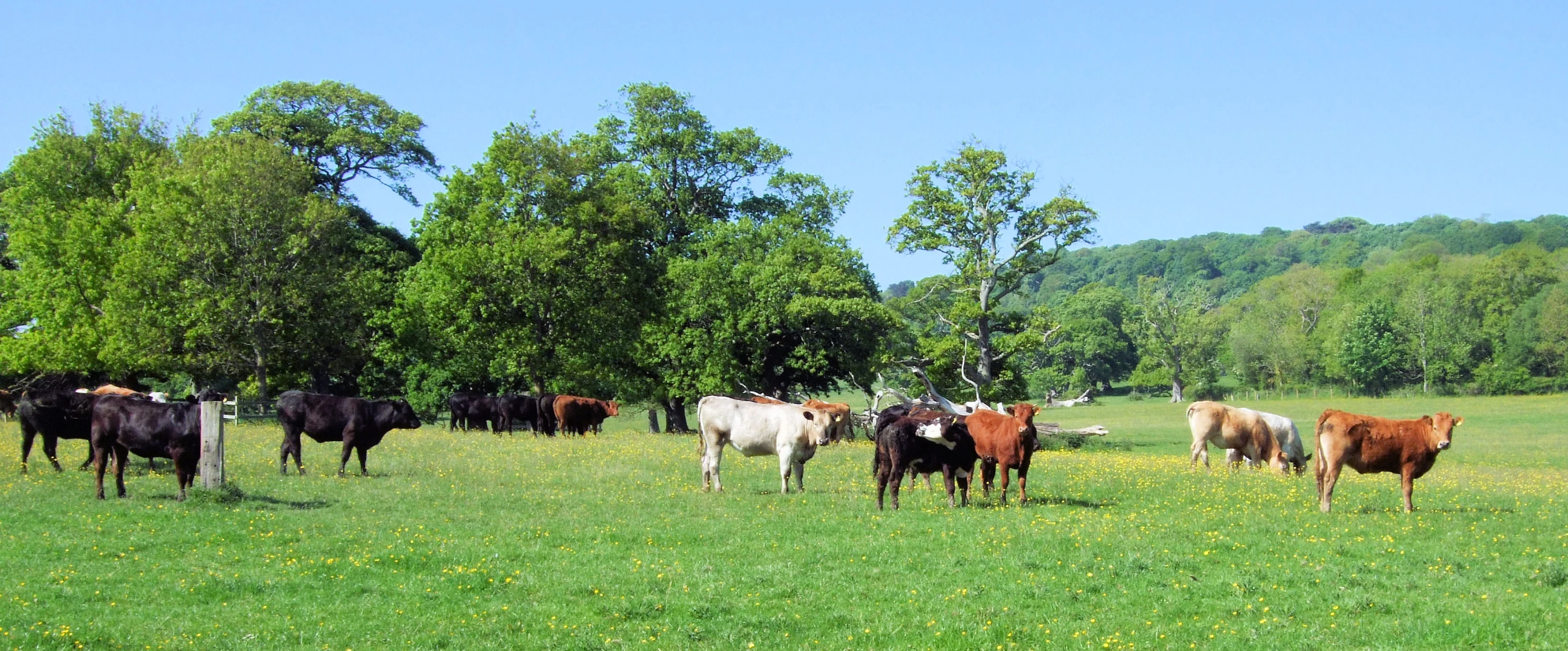 a herd of cows standing on top of a lush green field