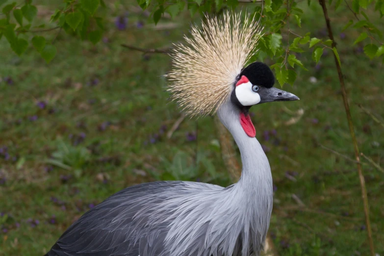 a gray bird with a red beak, with a mohawk on top of its head