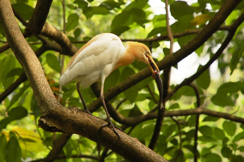 a large bird with a long beak in a tree