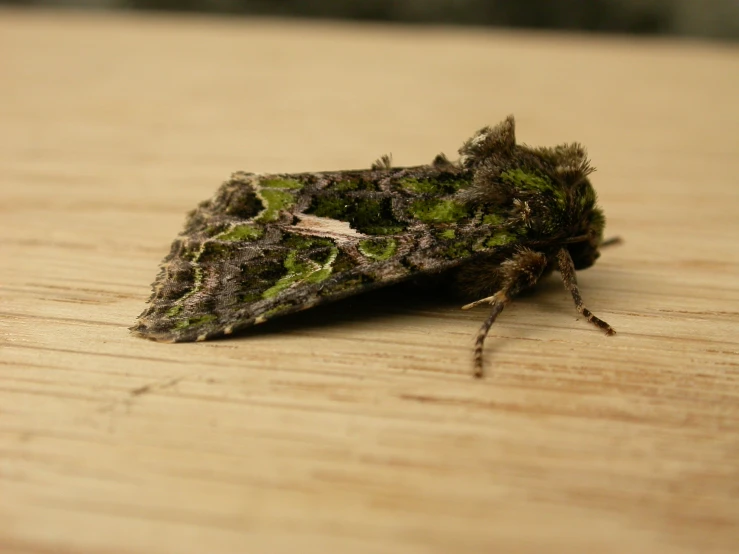 a moth sits on a wooden surface