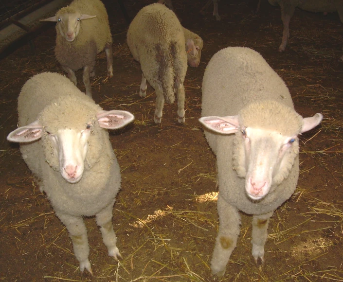 several sheep are standing on some hay and straw