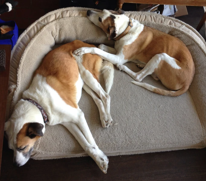 two dogs lying down sleeping on a dog bed