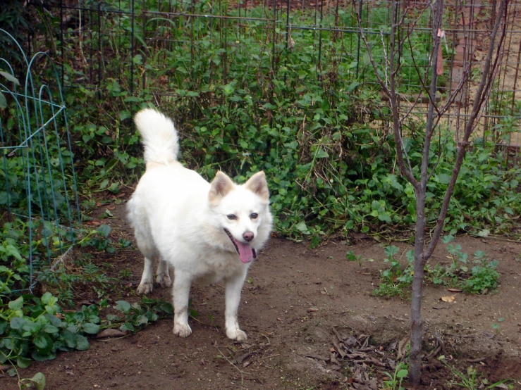 a dog that is standing in the dirt