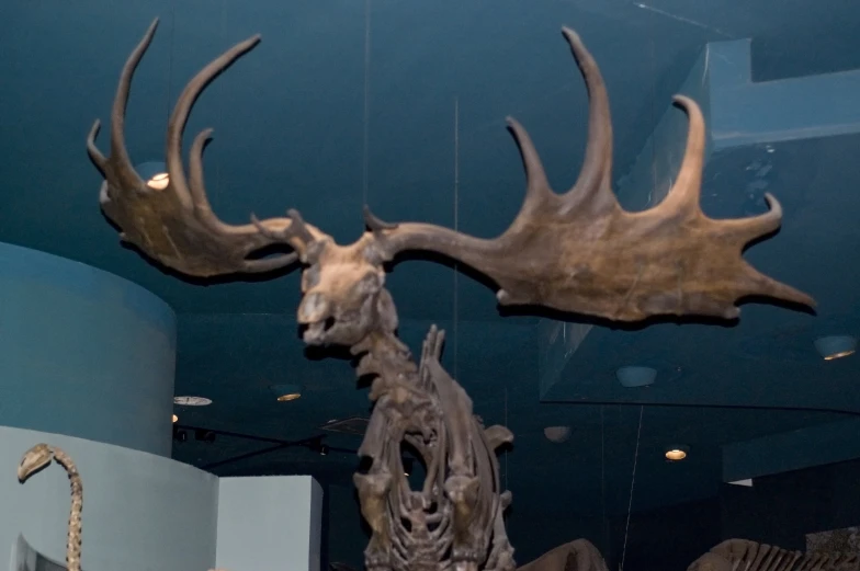 a display in the hall that has many deer heads