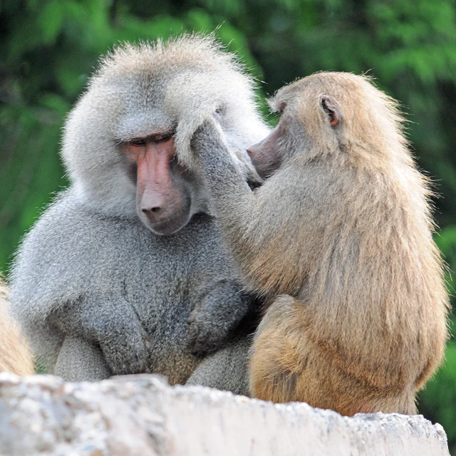 two monkeys playing and touching their heads together