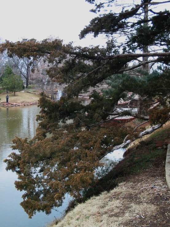 some people are standing near a tree and water