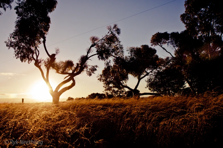 two people in the background are walking by trees at sunset