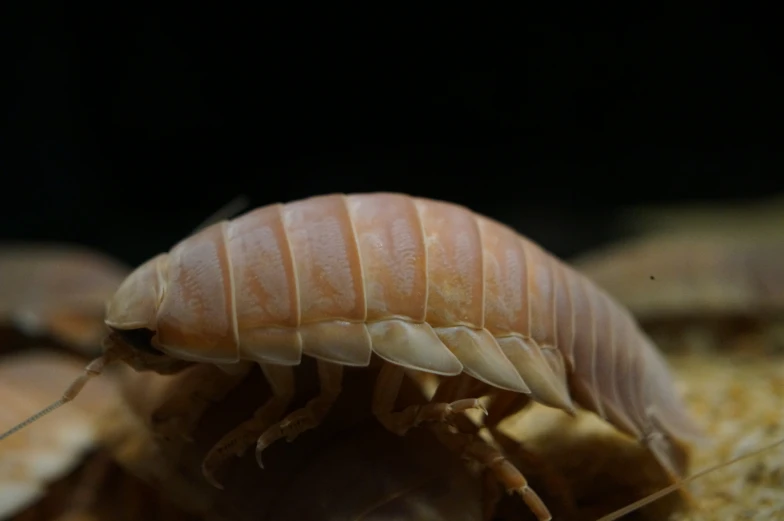 an insect is laying down on the dirt