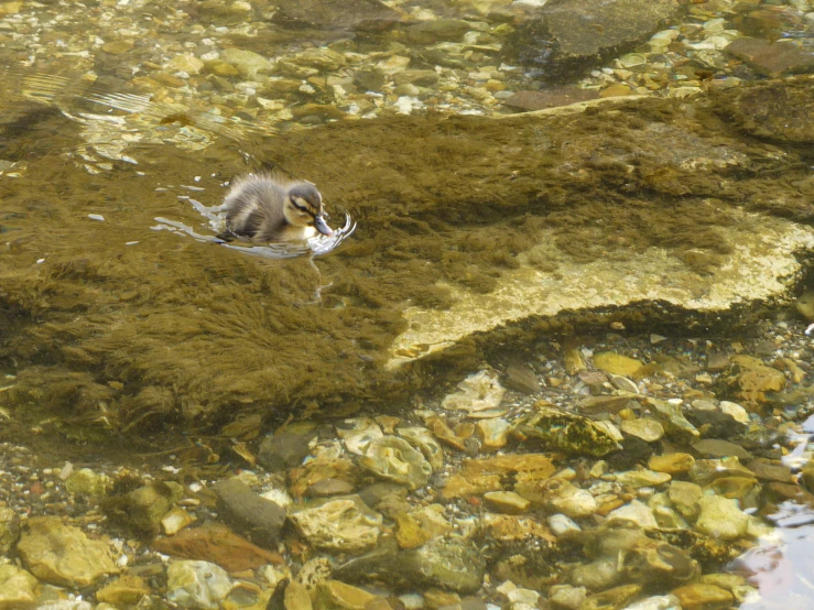 there is a bird that is floating in the water