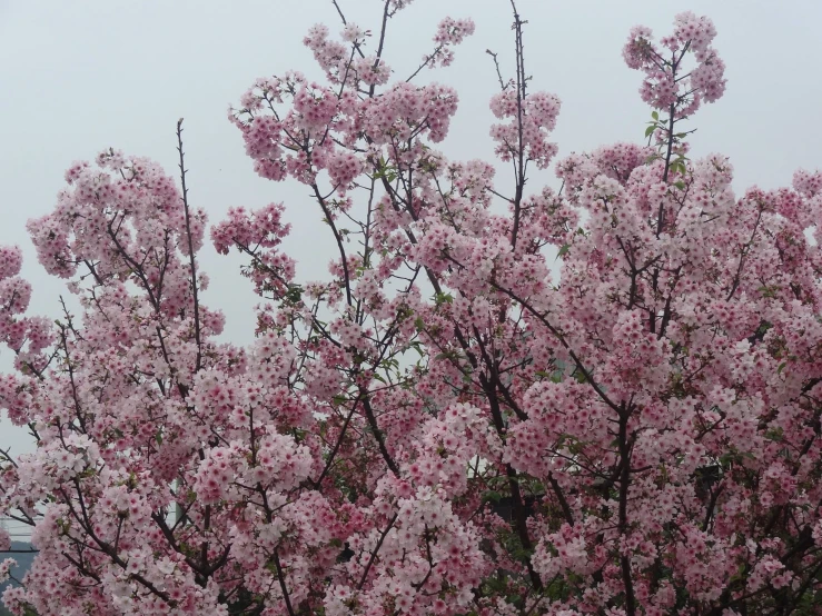 purple blossoms are blooming in the top nches of a tree