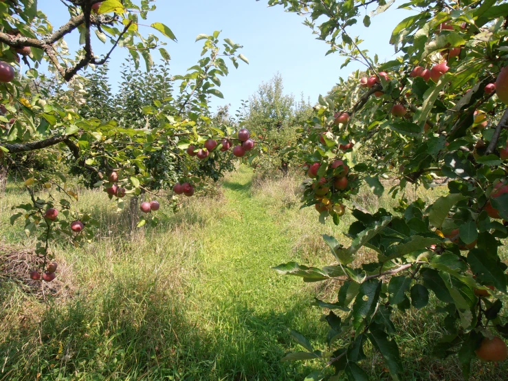an apple orchard in full bloom with rows of ripe apples