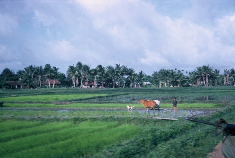 several cows walking in an open area of grass