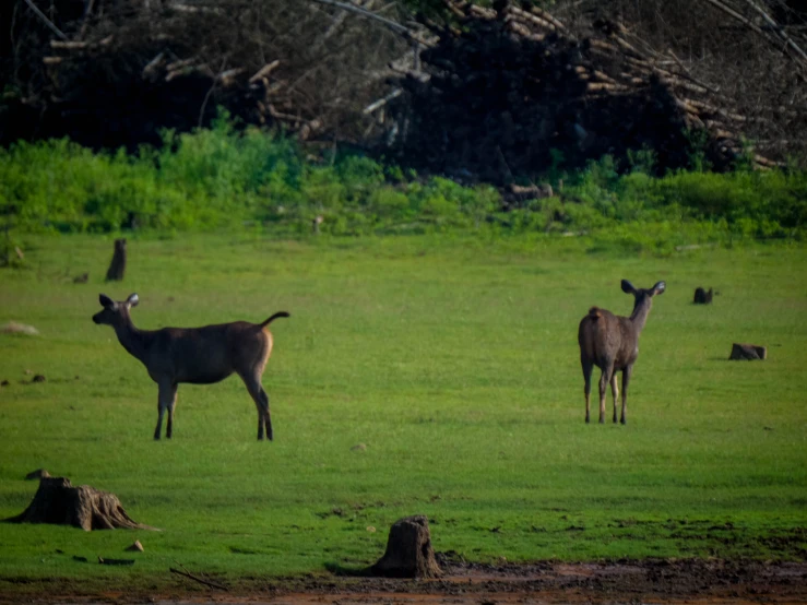 two deer grazing in a field with trees in the background