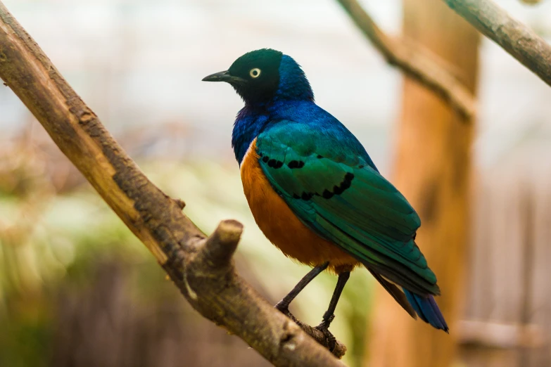 a bright blue bird is sitting on a tree nch