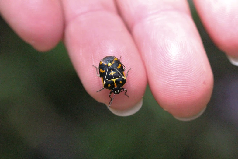 a small yellow and black bug on someones fingers