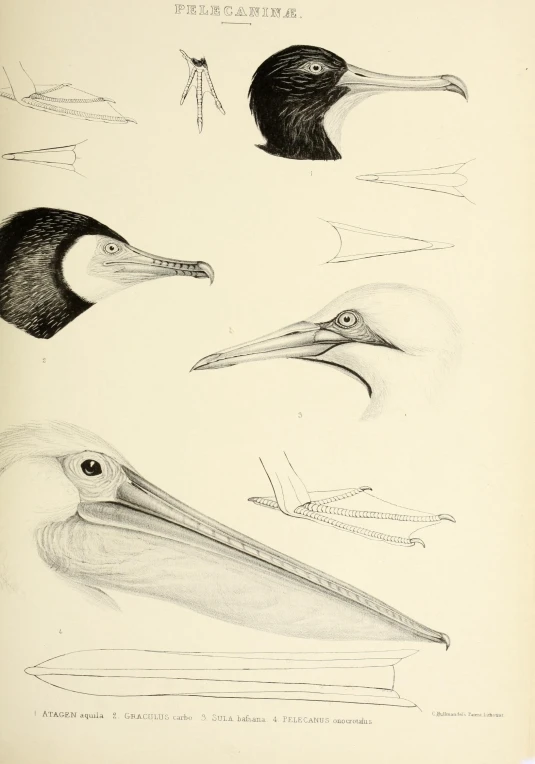 several birds and their markings from a book