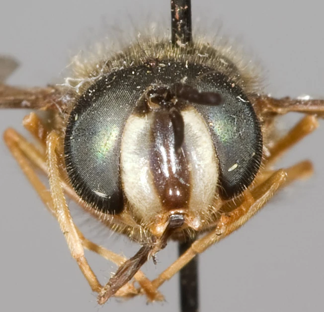 a close up of an insect on top of a pole