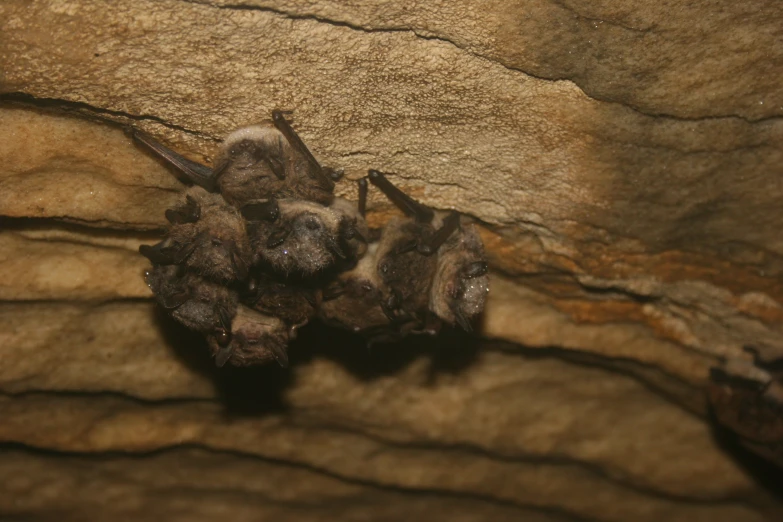 several bats laying on top of a big rock