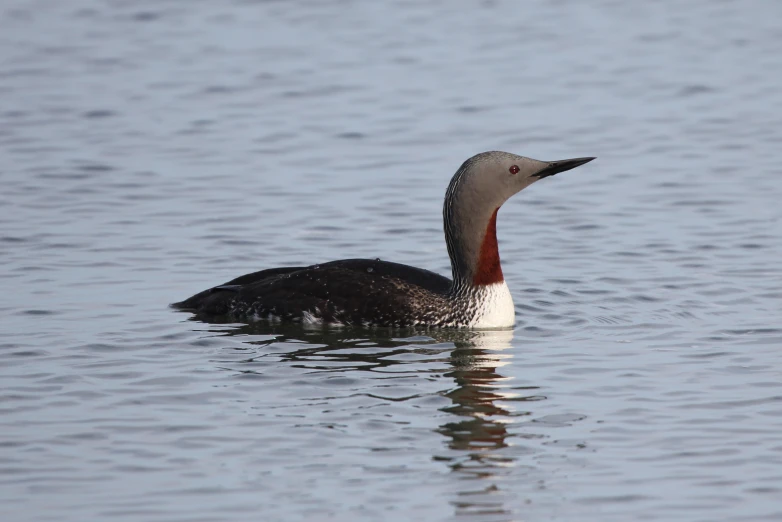 a bird with a red head swimming on the water